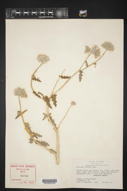 Cevallia sinuata image
