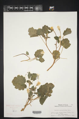 Eucnide bartonioides image