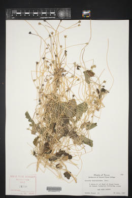 Eucnide bartonioides image
