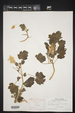 Eucnide bartonioides image