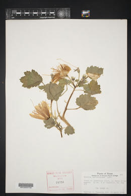 Eucnide bartonioides image