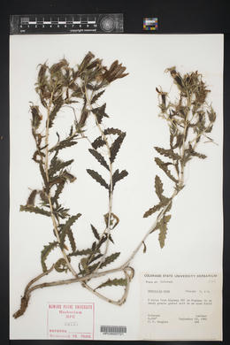 Mentzelia nuda image