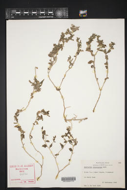 Mentzelia oligosperma image