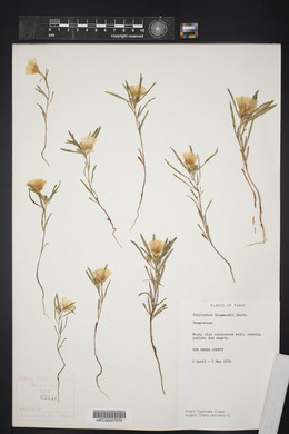 Oenothera berlandieri image