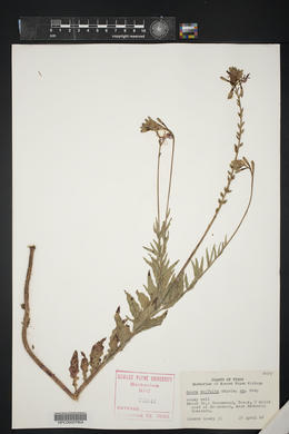 Oenothera suffulta image