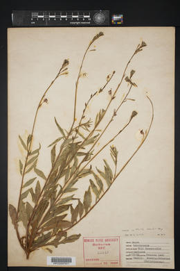 Oenothera patriciae image