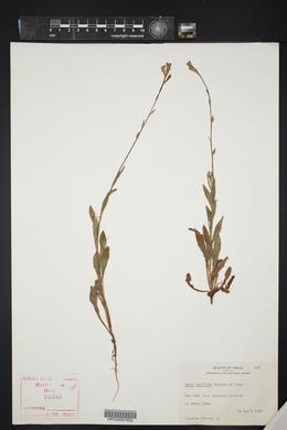 Oenothera suffulta image