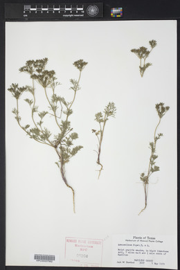 Ammoselinum popei image