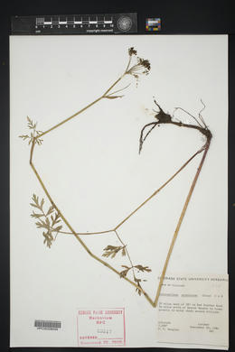 Conioselinum scopulorum image