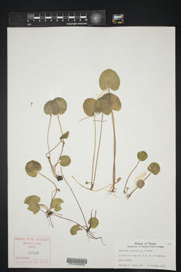 Centella asiatica image