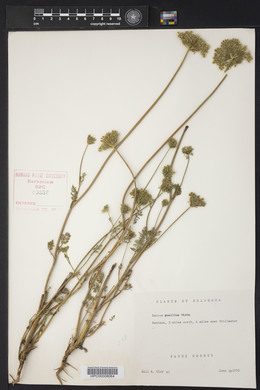 Daucus pusillus image