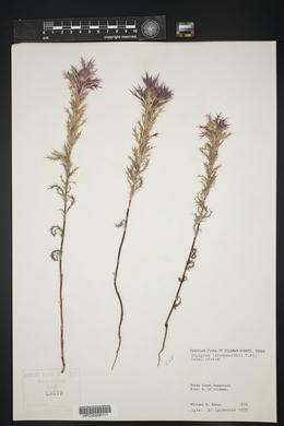 Eryngium leavenworthii image