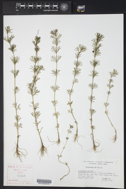 Pimpinella anisum image