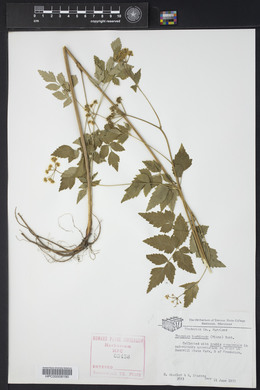 Thaspium barbinode image