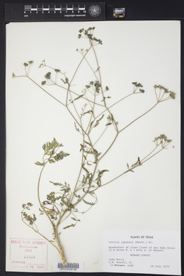 Torilis japonica image