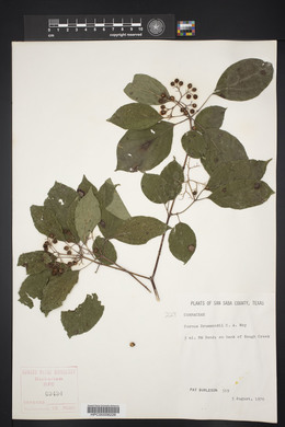 Cornus drummondii image