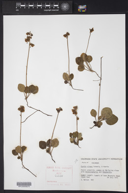 Pyrola chlorantha image