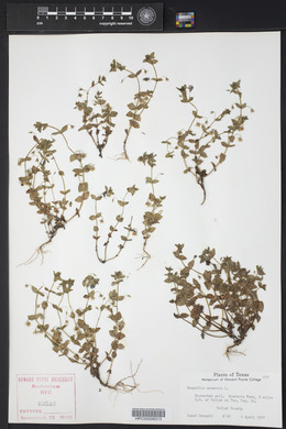 Lysimachia arvensis image