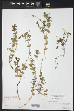 Lysimachia arvensis image