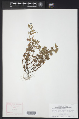 Lysimachia arvensis image