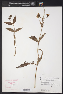 Lysimachia fraseri image