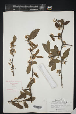 Sideroxylon lanuginosum image