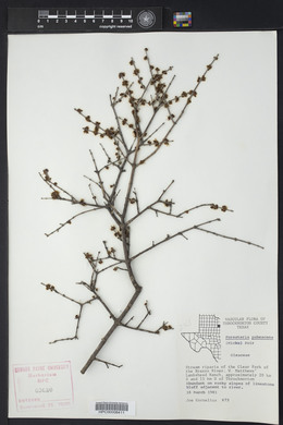 Forestiera pubescens image