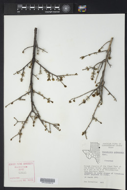 Forestiera pubescens image