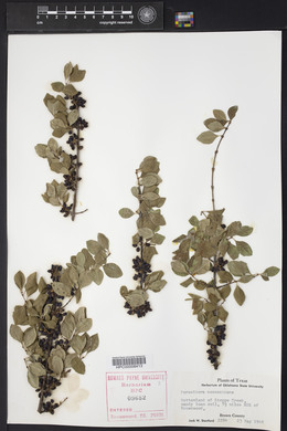 Forestiera pubescens var. pubescens image