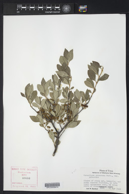 Forestiera pubescens image