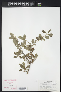 Forestiera pubescens image