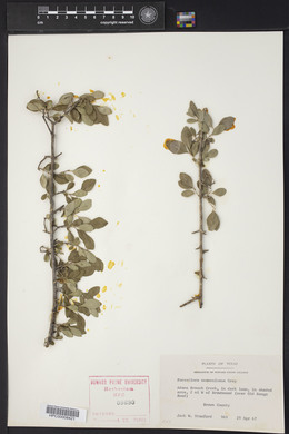 Forestiera pubescens var. pubescens image