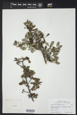 Forestiera pubescens image