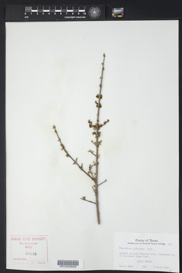 Forestiera pubescens image