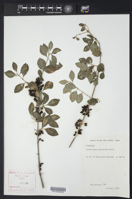 Forestiera pubescens image