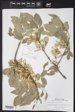 Fraxinus papillosa image