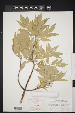 Fraxinus velutina image