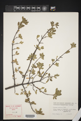 Fraxinus cuspidata image