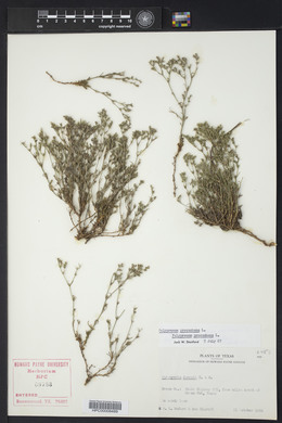 Polypremum procumbens image