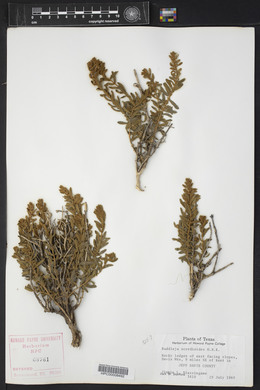 Buddleja scordioides image