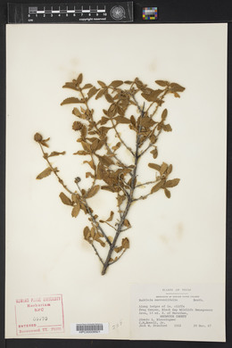 Buddleja marrubiifolia image