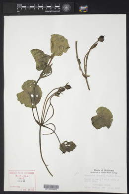 Nymphoides peltata image