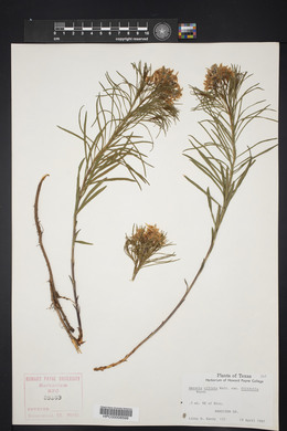 Amsonia ciliata image