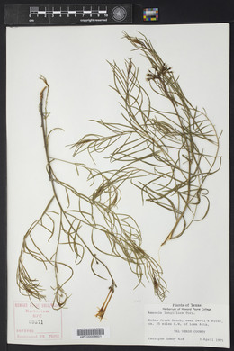 Amsonia longiflora image