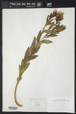 Amsonia illustris image