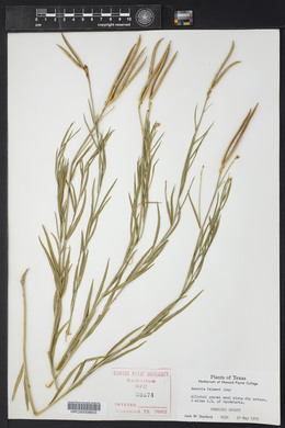 Amsonia palmeri image