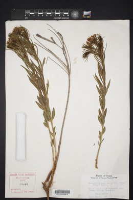 Amsonia ciliata image