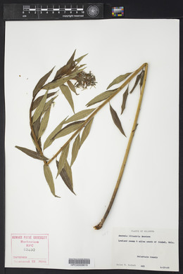 Amsonia illustris image