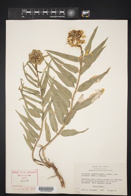 Asclepias asperula image