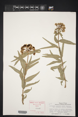 Asclepias asperula image